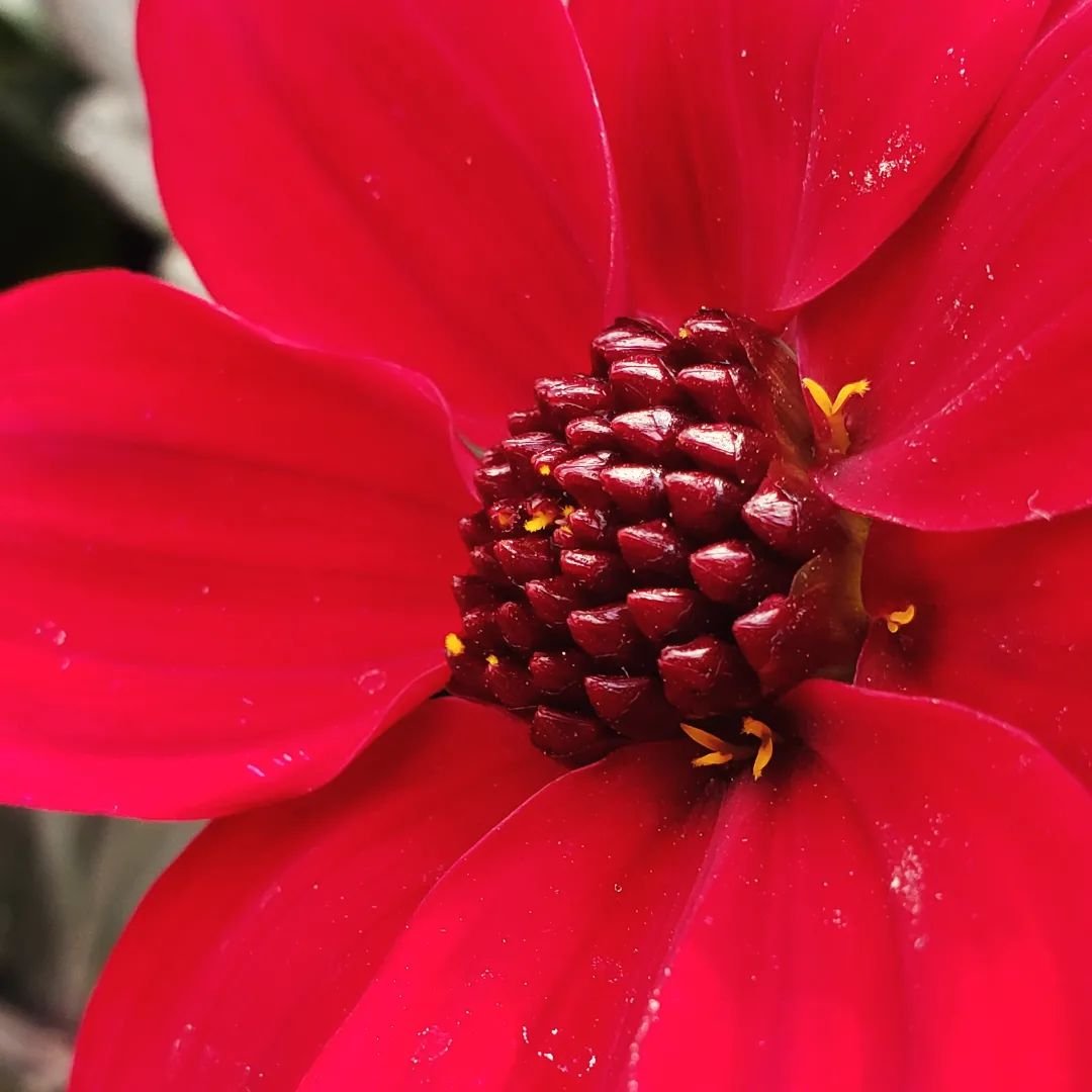 The garden centers are filling up with beauties!