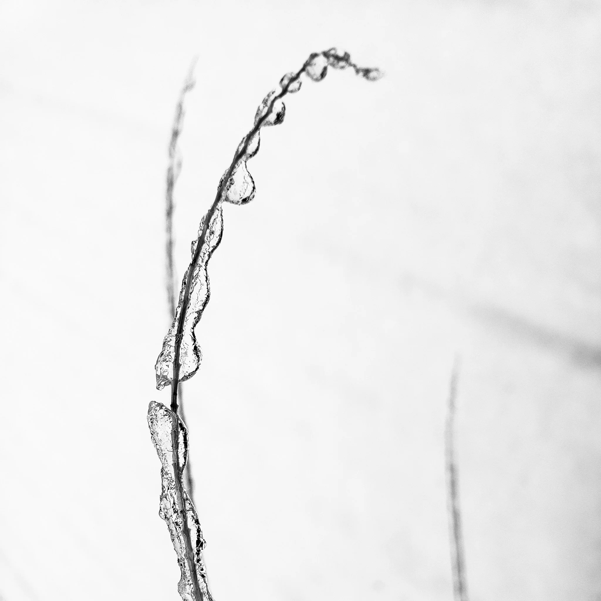 Macro image in black and white of ice on a branch by Lorie Marsh