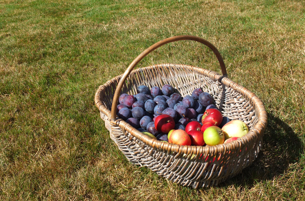 116b2-pickingplums.jpg