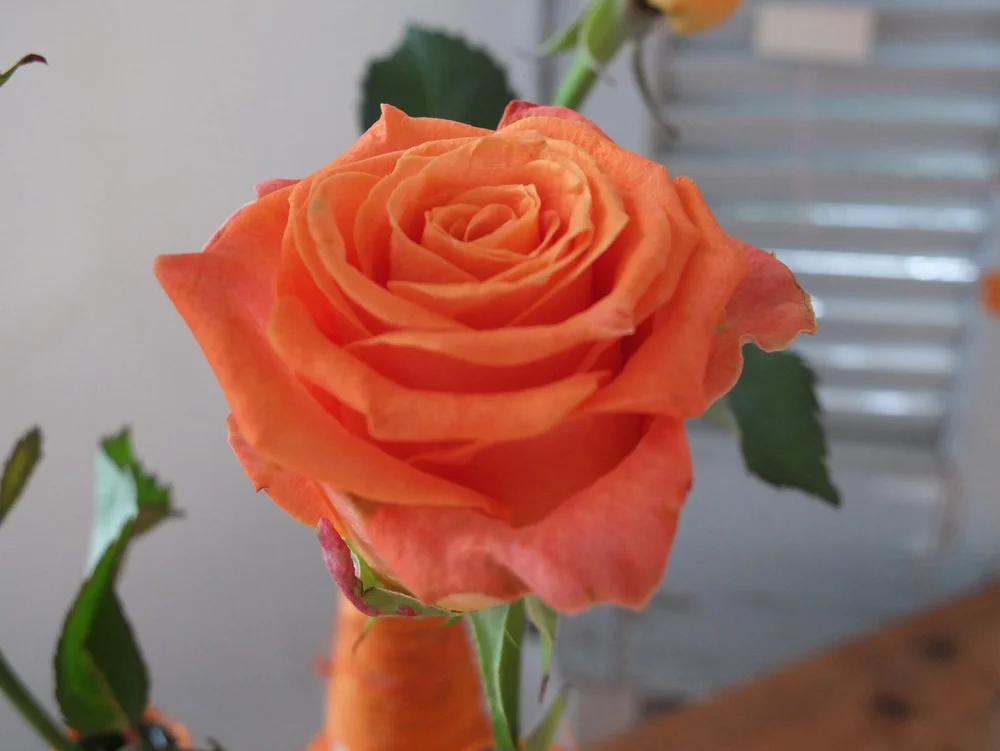 96b3c-dscf0403.jpg
