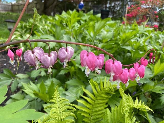 Freezing weather, wind and other adversities can&rsquo;t overcome this bleeding heart. Hearts have resilience even in nature...
