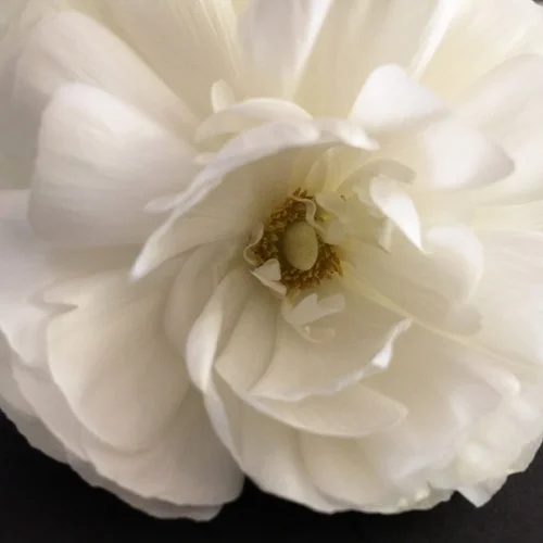full bloom_web.jpg