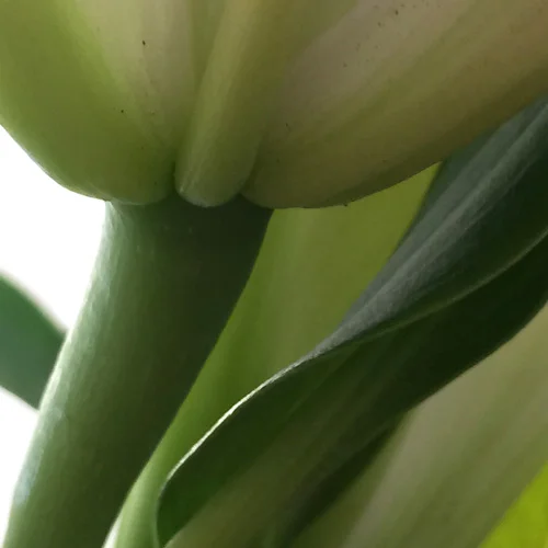 spring green_web.jpg