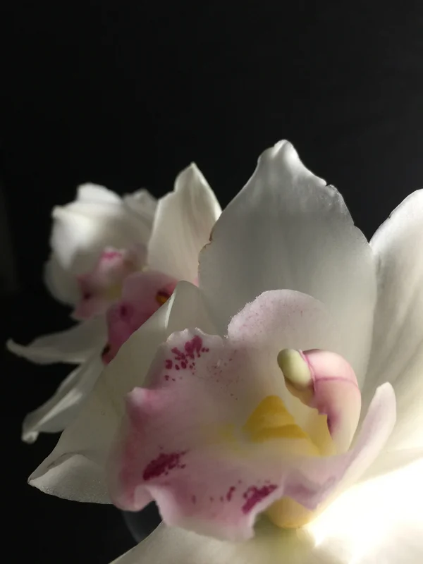 Davis_KSB_orchid2.JPG