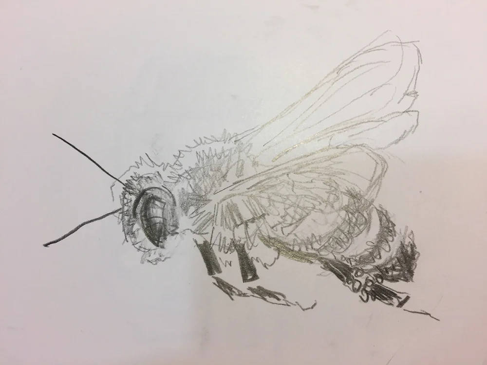 sketch_bee10_m.jpg
