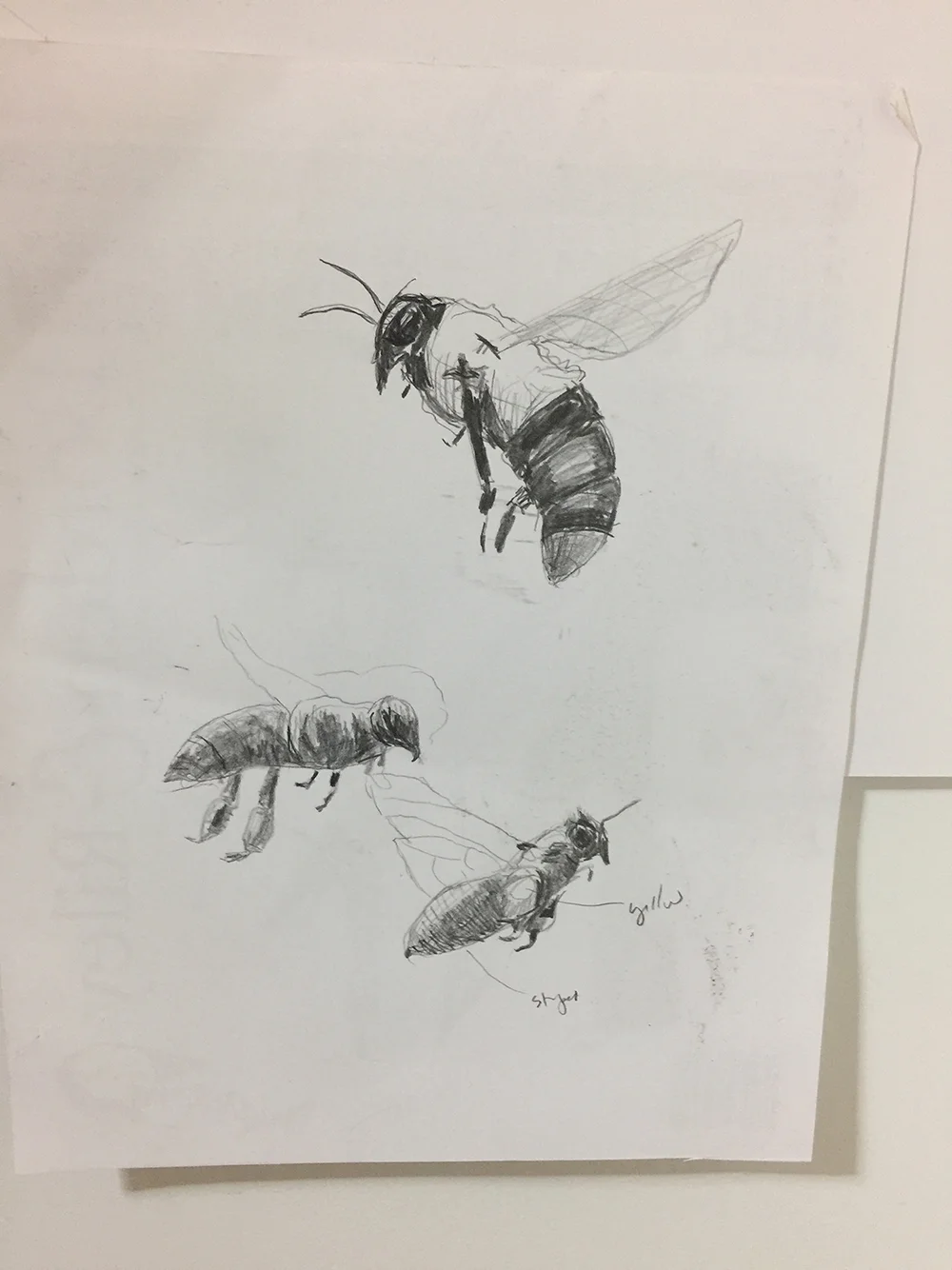 sketch_bee12_m.jpg