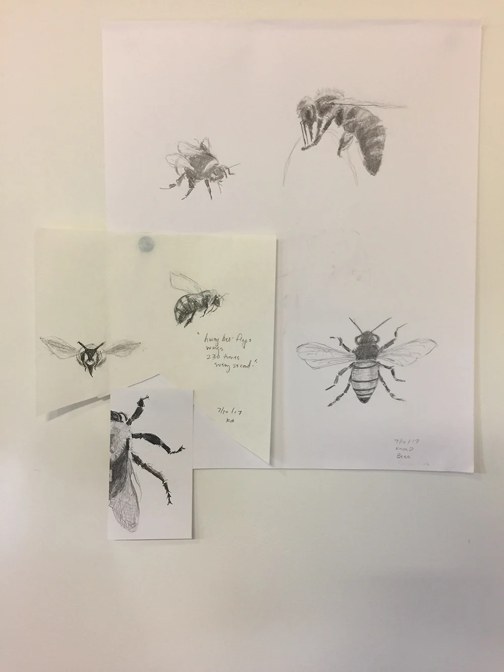 sketch_beegroup13_m.jpg