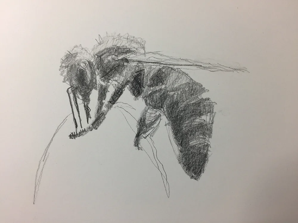 sketch_bee1_m.jpg