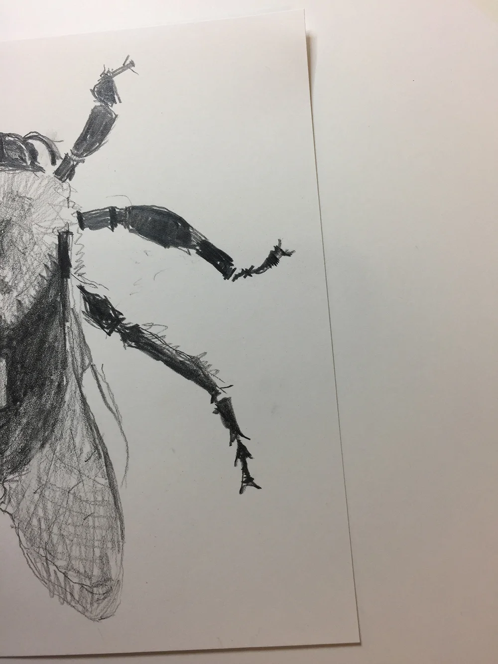 sketch_bee2_m.jpg