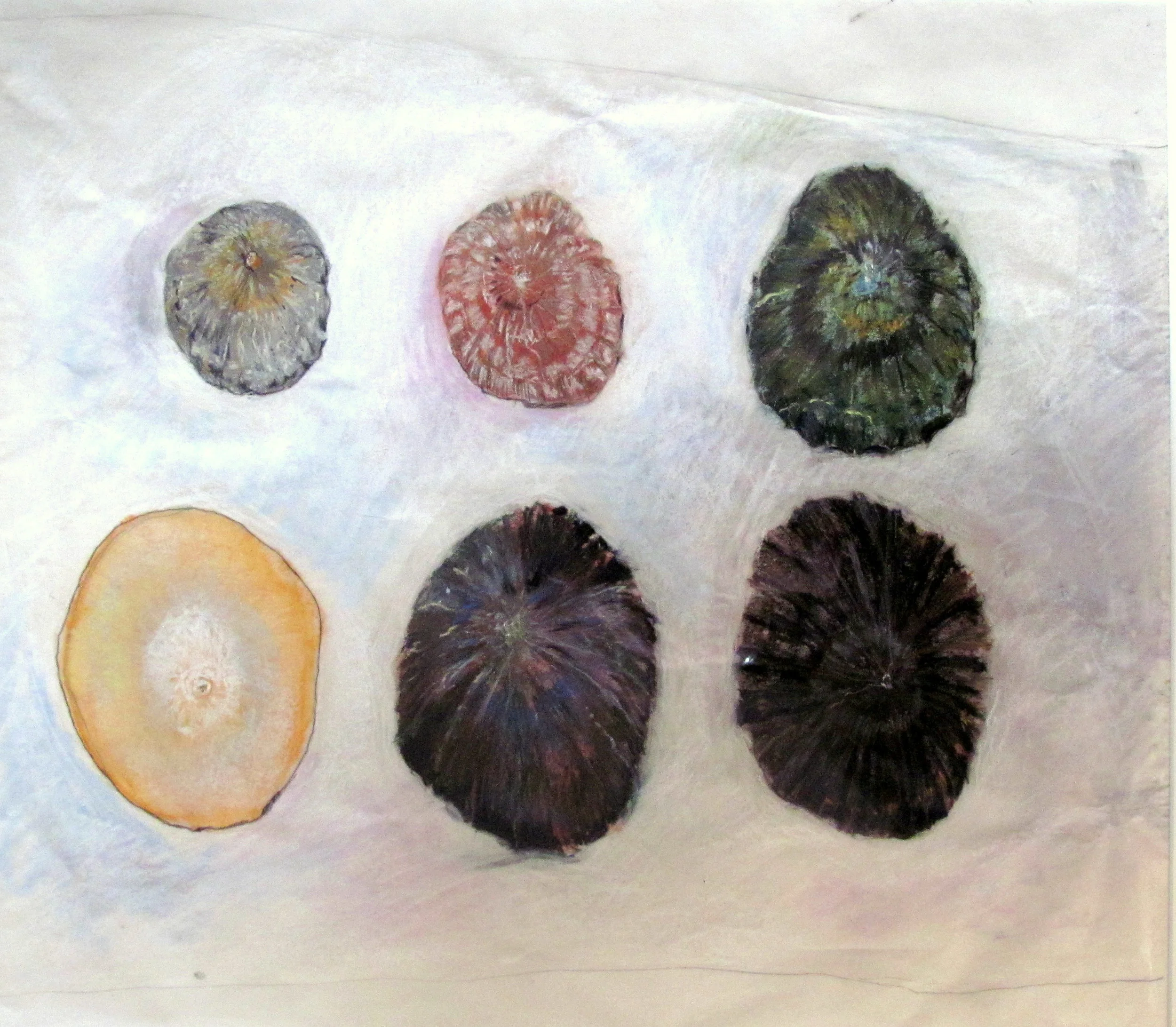 colors of limpets