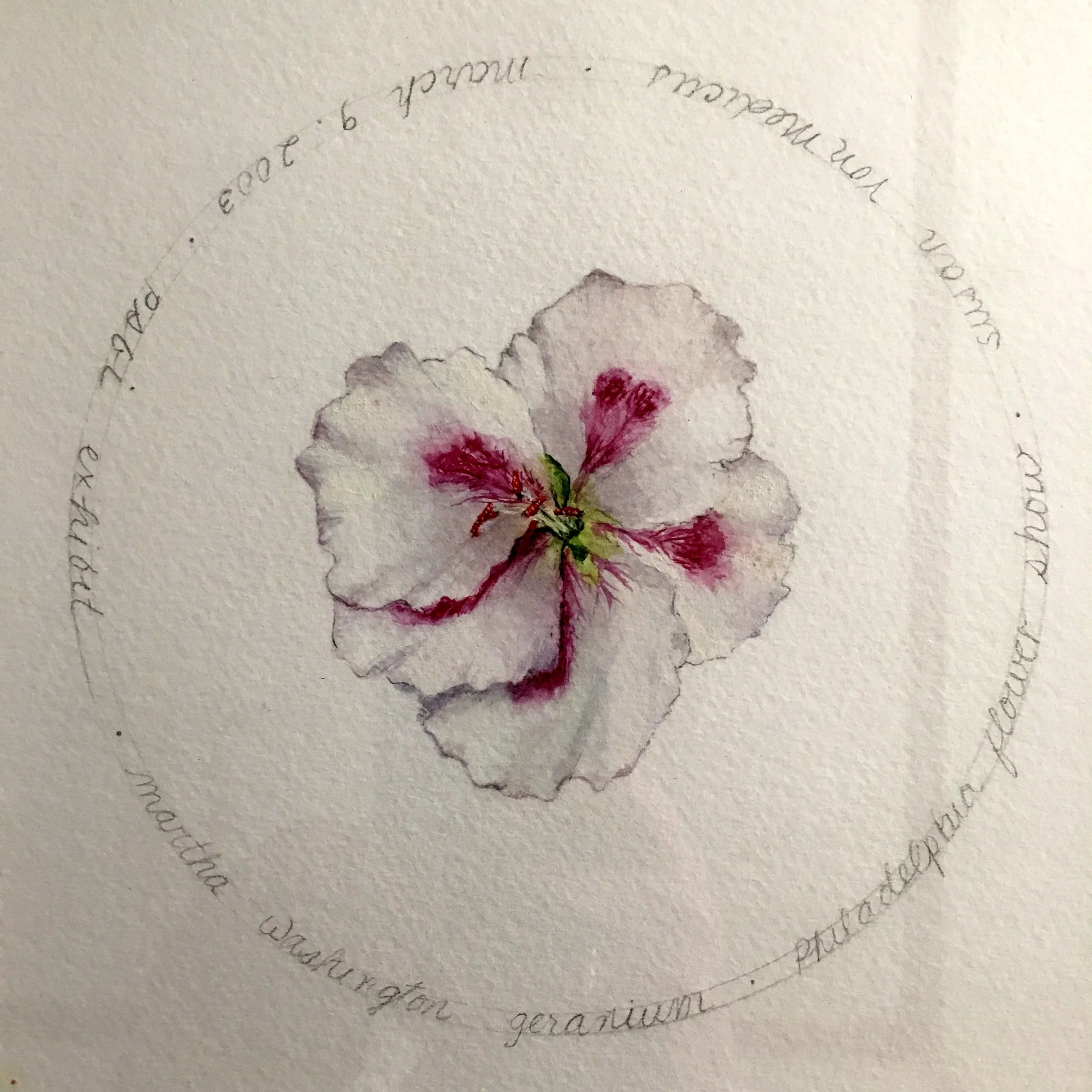 Martha Washinton Geranium at PHS - PFS