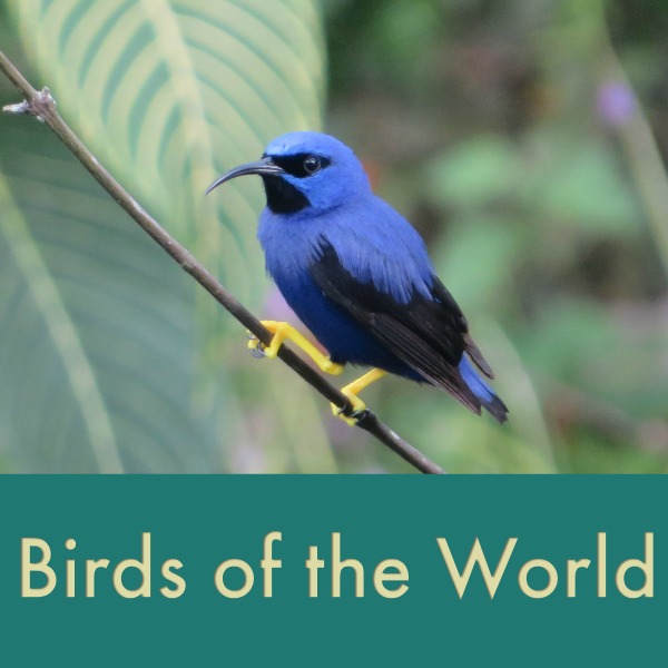 birds of the world thumb.jpg