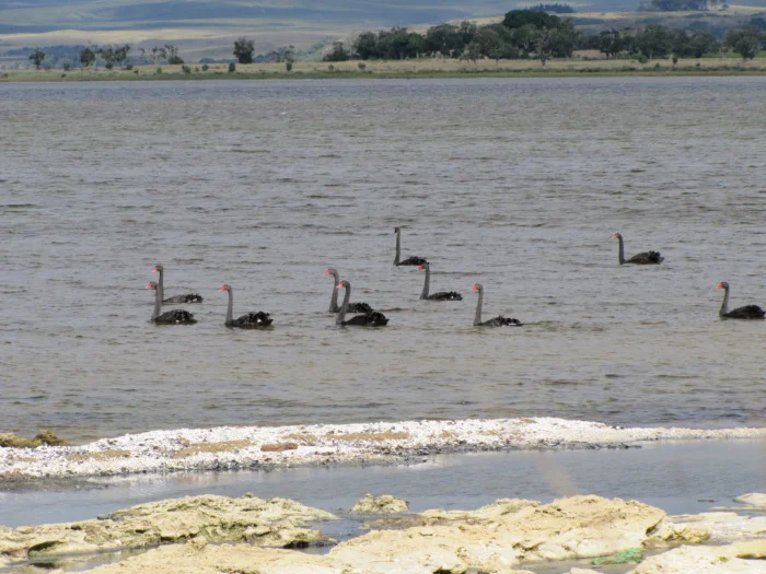 Chatham island Black Swans