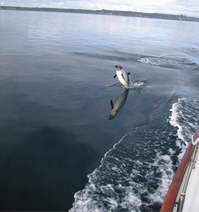 A warm welcome to puerto montt