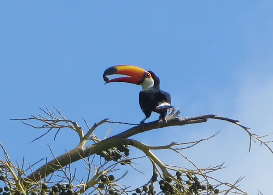 A toucan along the river