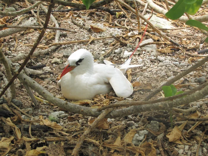 Red tailed tropicbird