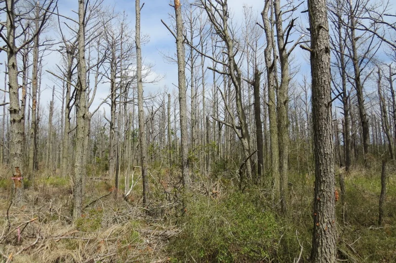  Southern pine beetles have wreaked havoc on the island trees.