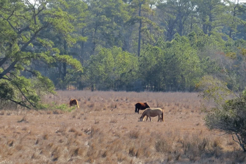  Wild ponies grazing peacefully in the distance were oblivious to our presence.