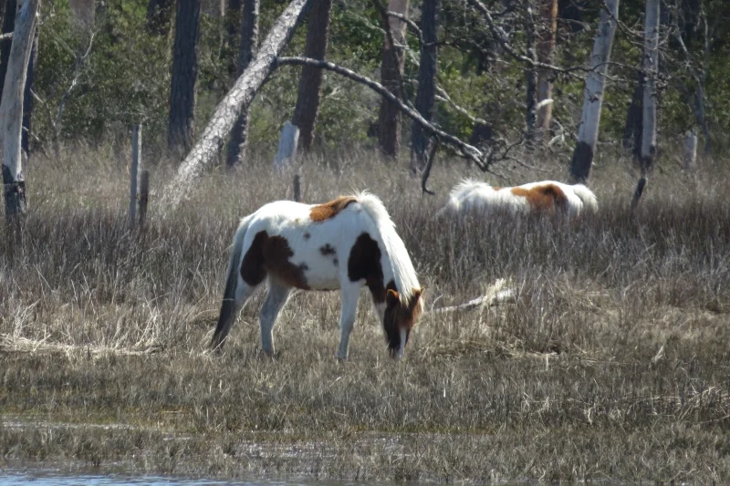 Arthur maneuvered the pontoon boat close enough for some close-up photos of the ponies.