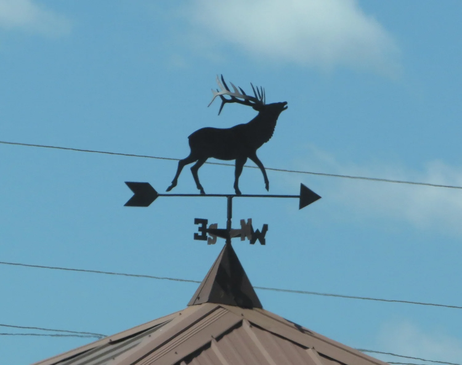 Elk - Kremmling, CO