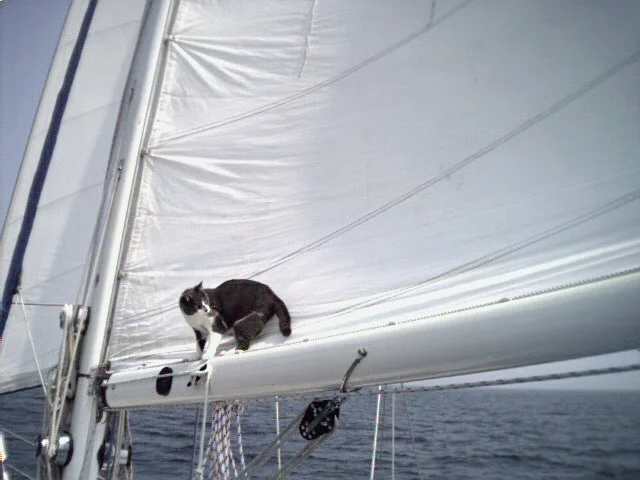 Jelly learned quickly and was particularly good at trimming the sails.