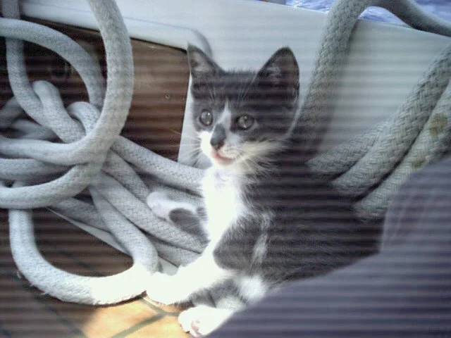 Mother's Day 2000 - Jelly moved aboard Nine of Cups as ship's cat
