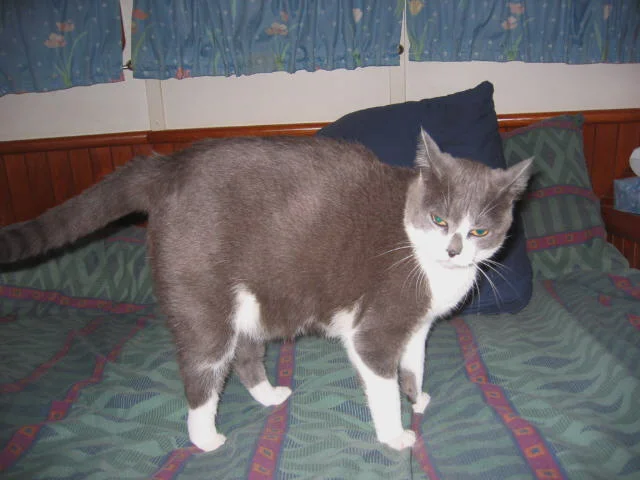 If they sneak up on you want affection , but you're clearly not in the mood, throw a hissy fit. Only the cat shall determine when it’s time for affection.