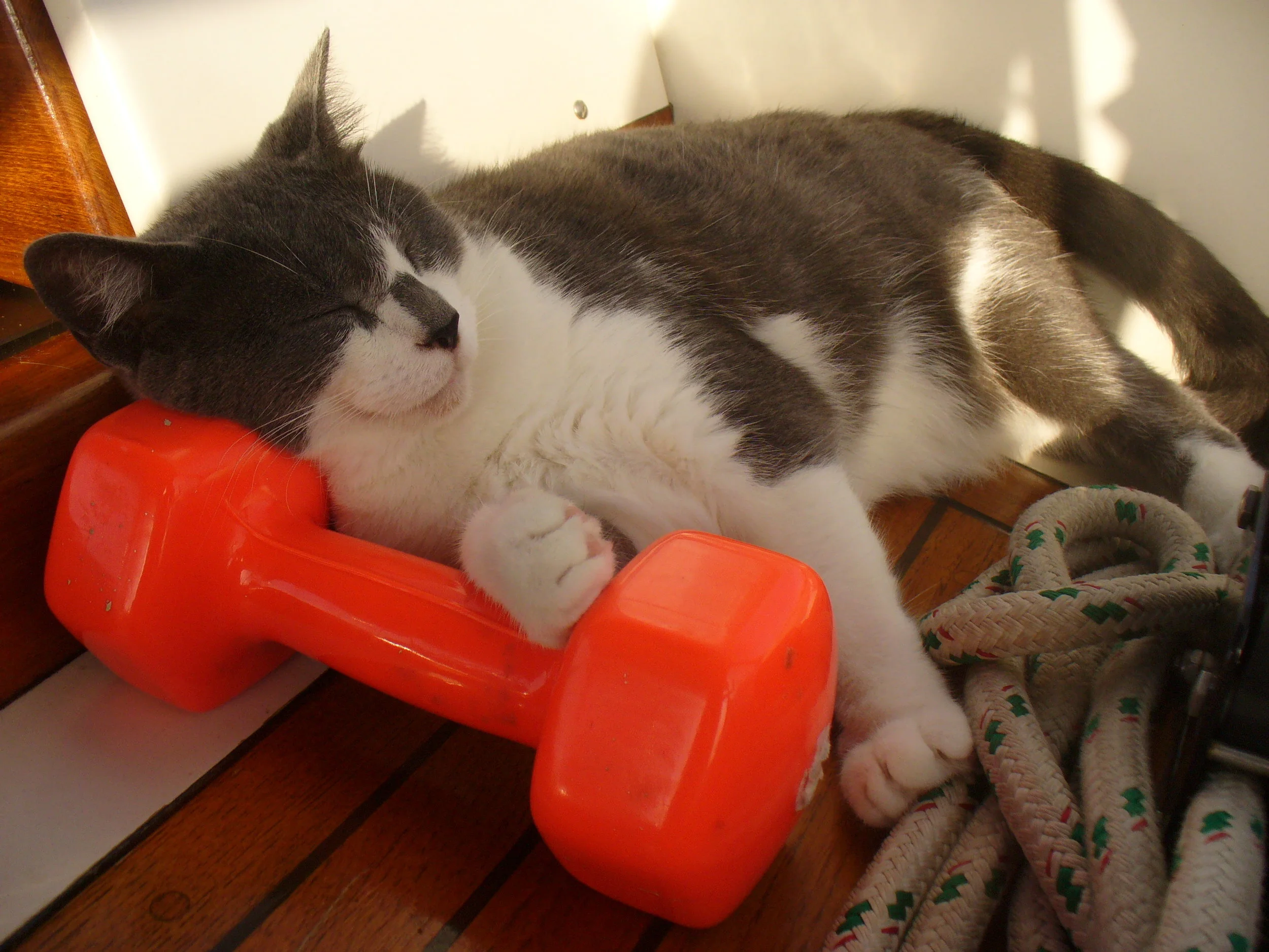 Exercise is highly overrated, but exercise equipment can be useful. Never miss the opportunity for a nap.