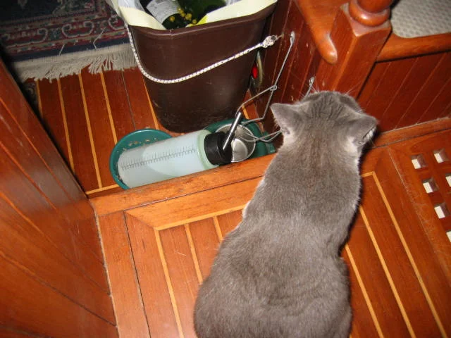 If the food dish is empty and biting the first mate’s ankles does not remedy the situation, then throw back your ears and knock over the water bottle. When she comes to mop up all the water, she’ll fill the bowl. Take direct action.