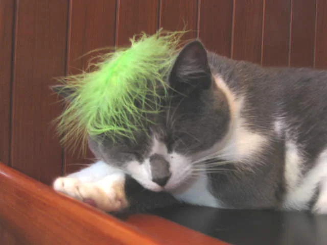 Exhausted from the carnival festivities, Jelly went to sleep with her costume on. Never miss the opportunity for a nap . Some rules bear repeating!