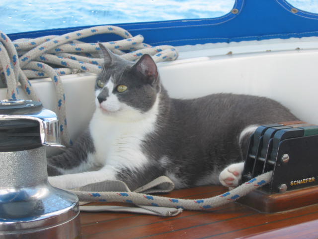 Gata bonita - Ecuador 2003