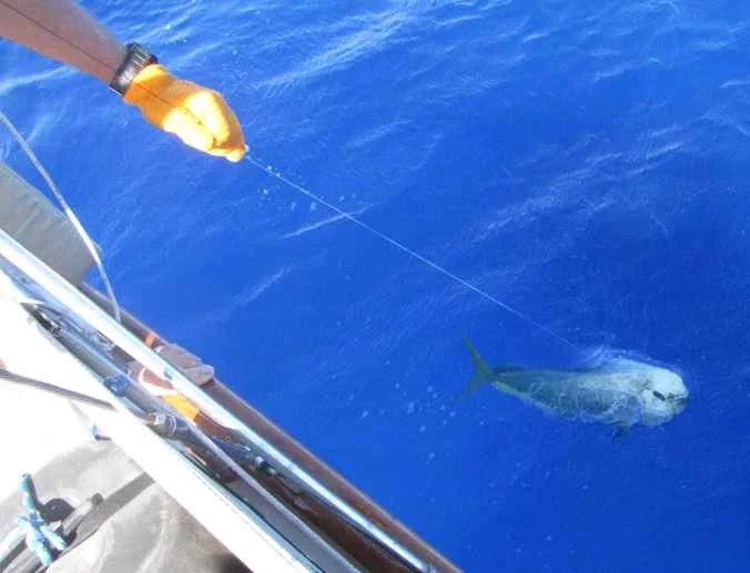 I prefer to handline the fish in the last few feet and then hoist it aboard.