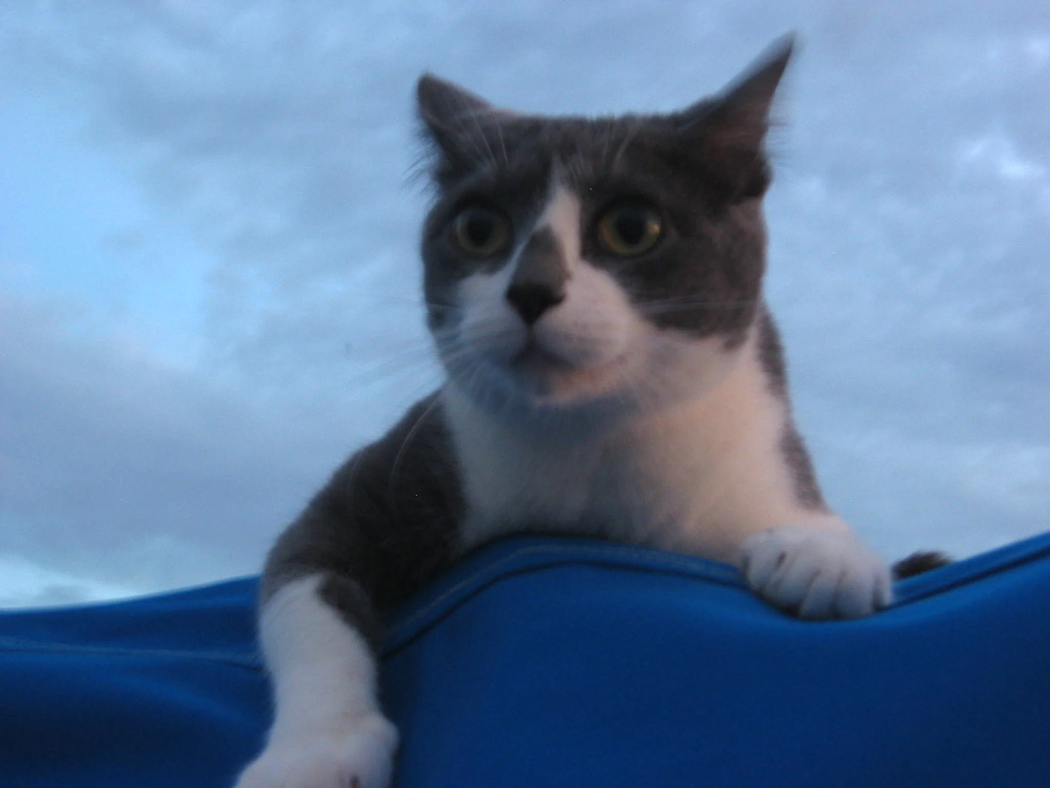 Act like a tiger when appropriate . It'll keep the birds off the boat and the humans on their toes.