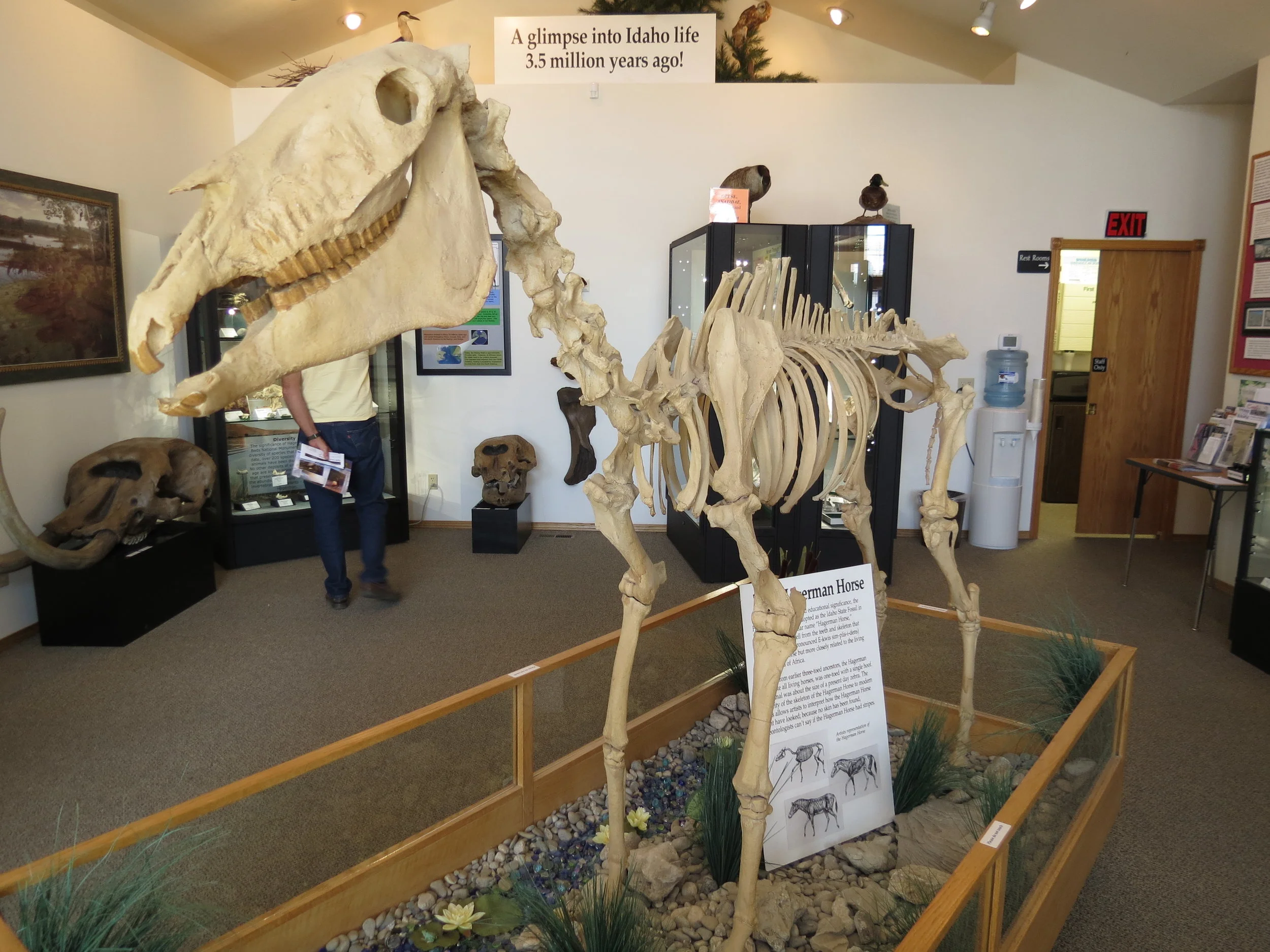 Hagerman fossil beds national monument - hagerman horse - Idaho - 2012