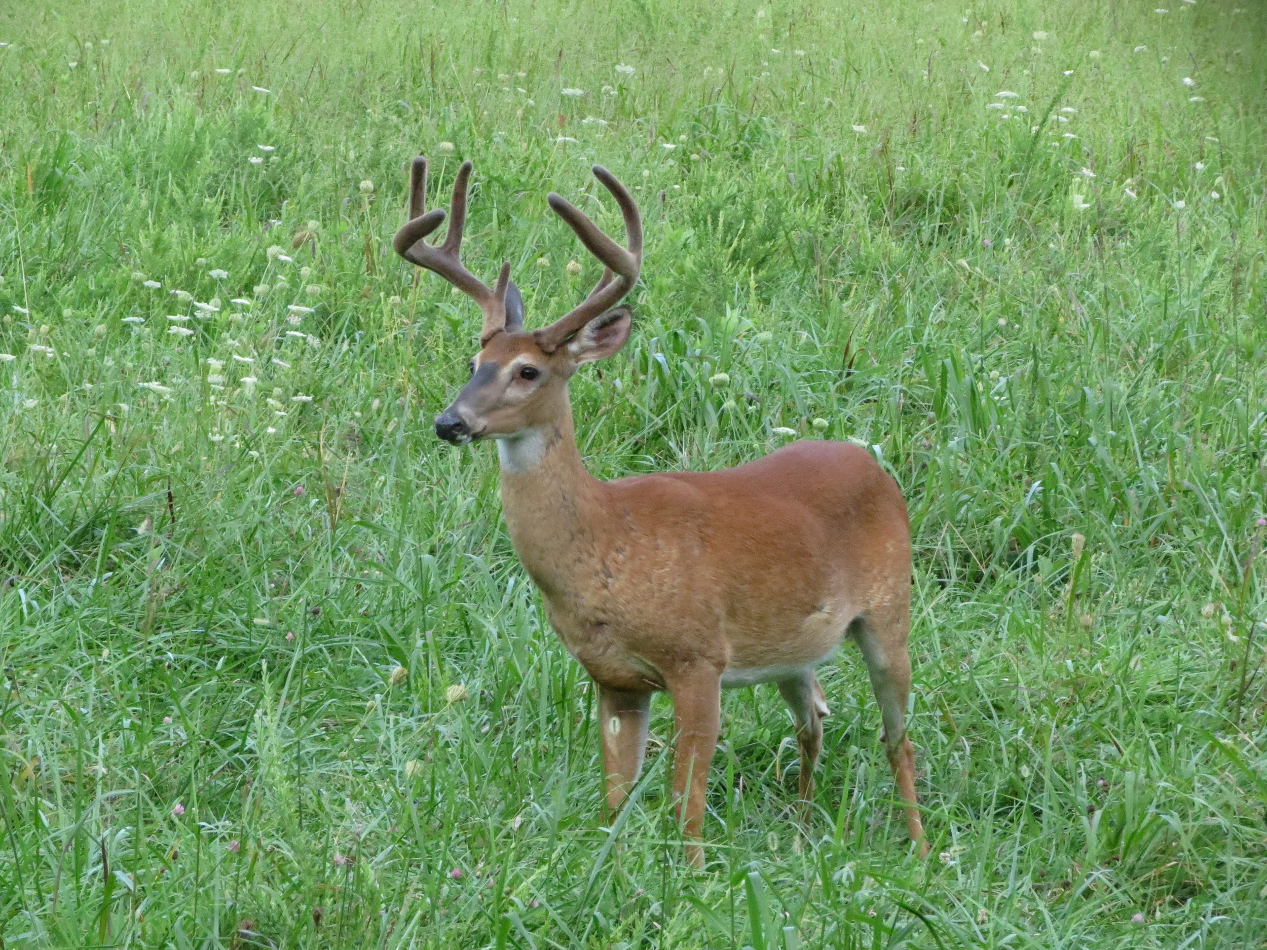 Great Smoky Mountain National Park - Tennessee - 2012