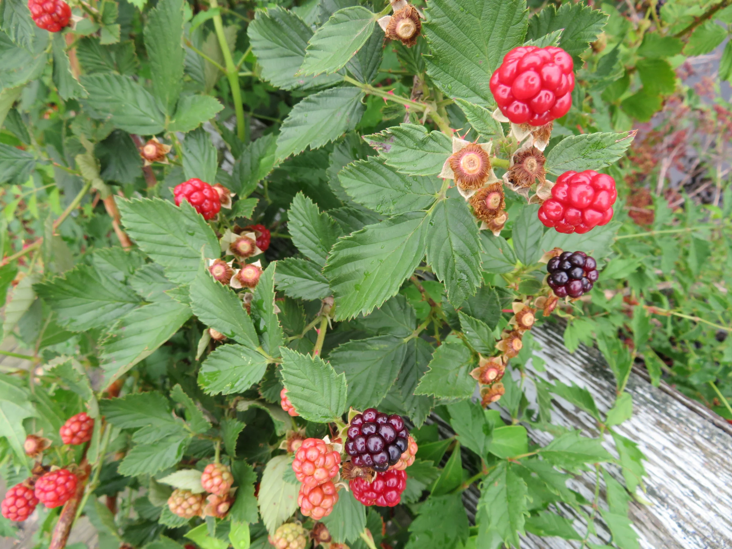 Blackberries are ripe and juicy.