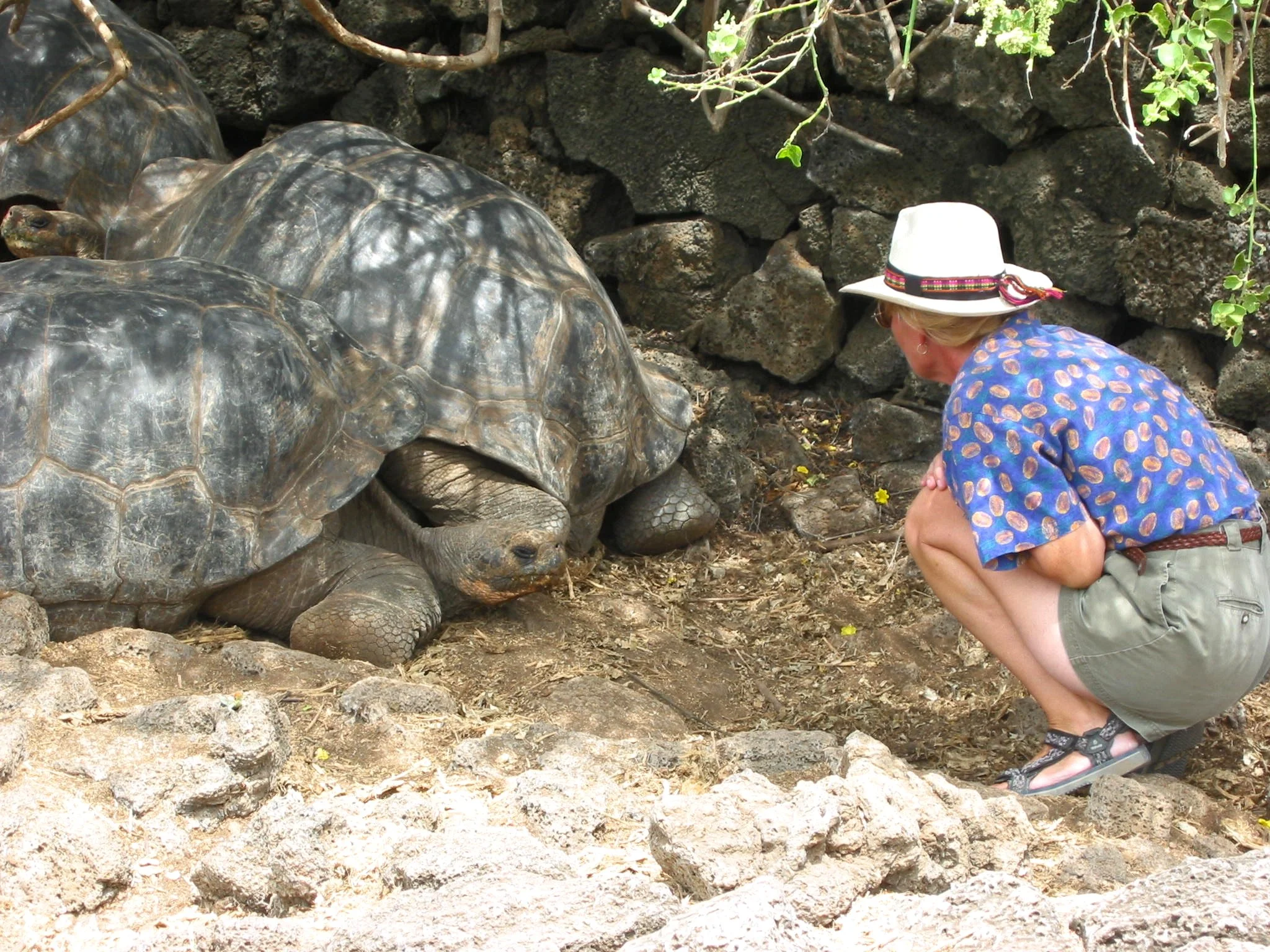 Meeting up with the famed giant tortoises of the Galapagos Islands
