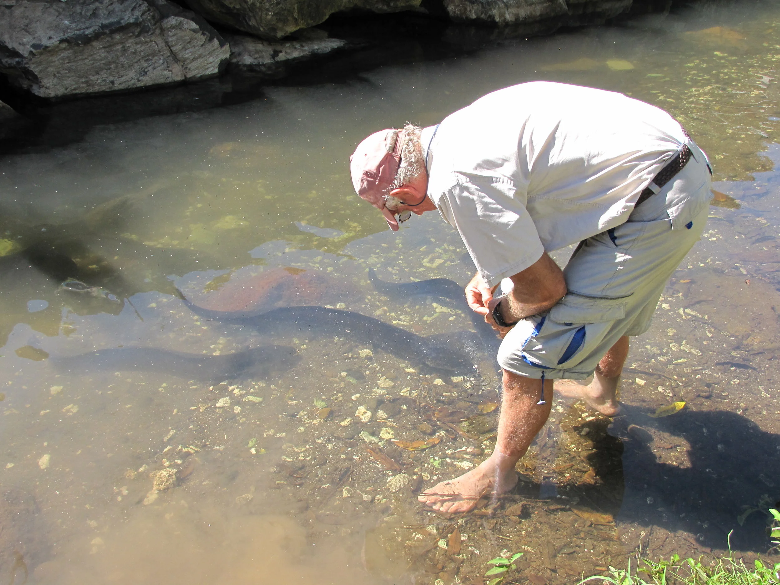 Feeding the sacred blue-eyed eels in Huahine