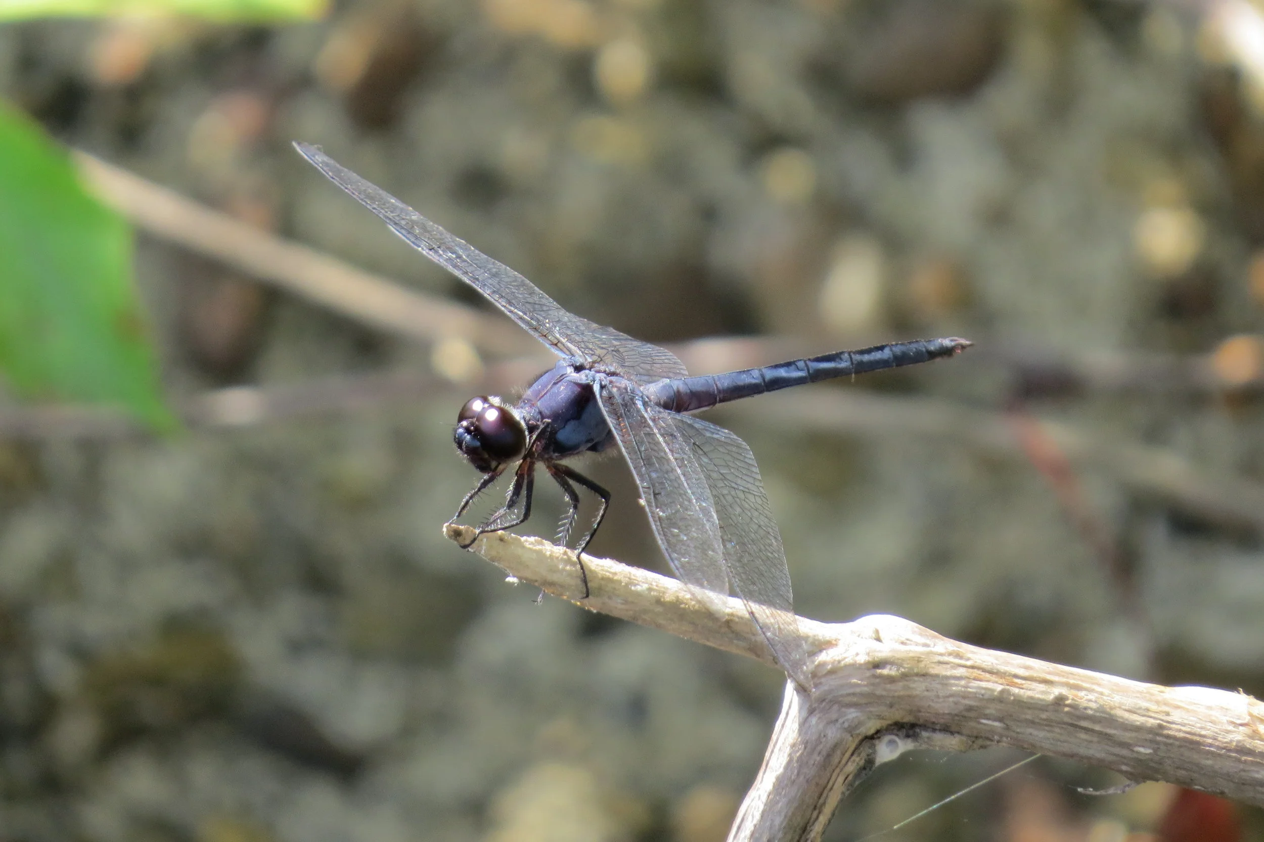 Blue darter