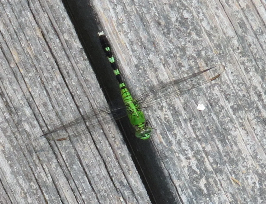 Green darner on the dock