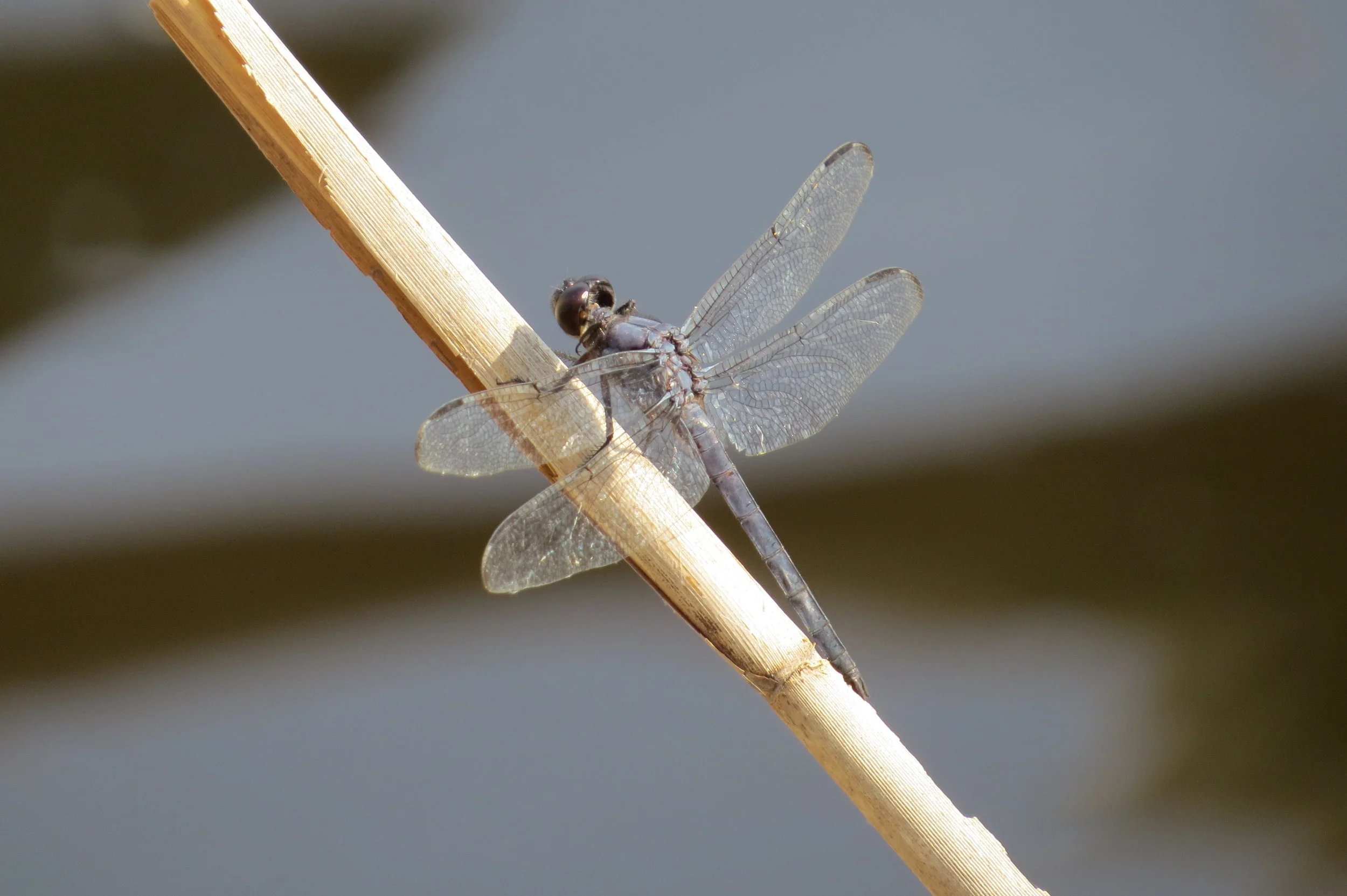 Some Dragons Should Not Be Slain