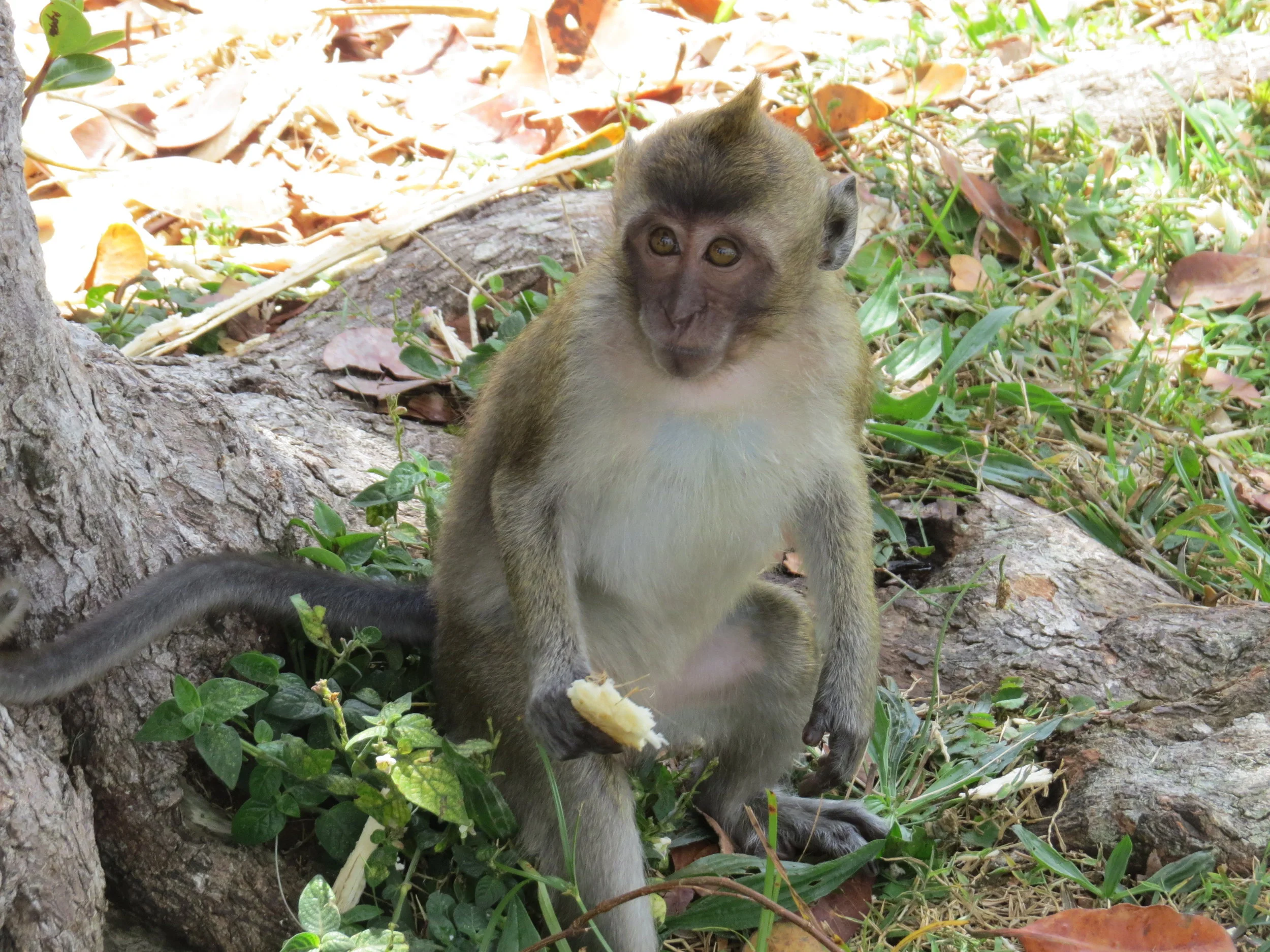  Long-tailed macaques (ma-KACKs), introduced by the Dutch in the 17th century, were quite numerous as we moved along the road through the national park, especially in areas where they received hand-outs from humans.