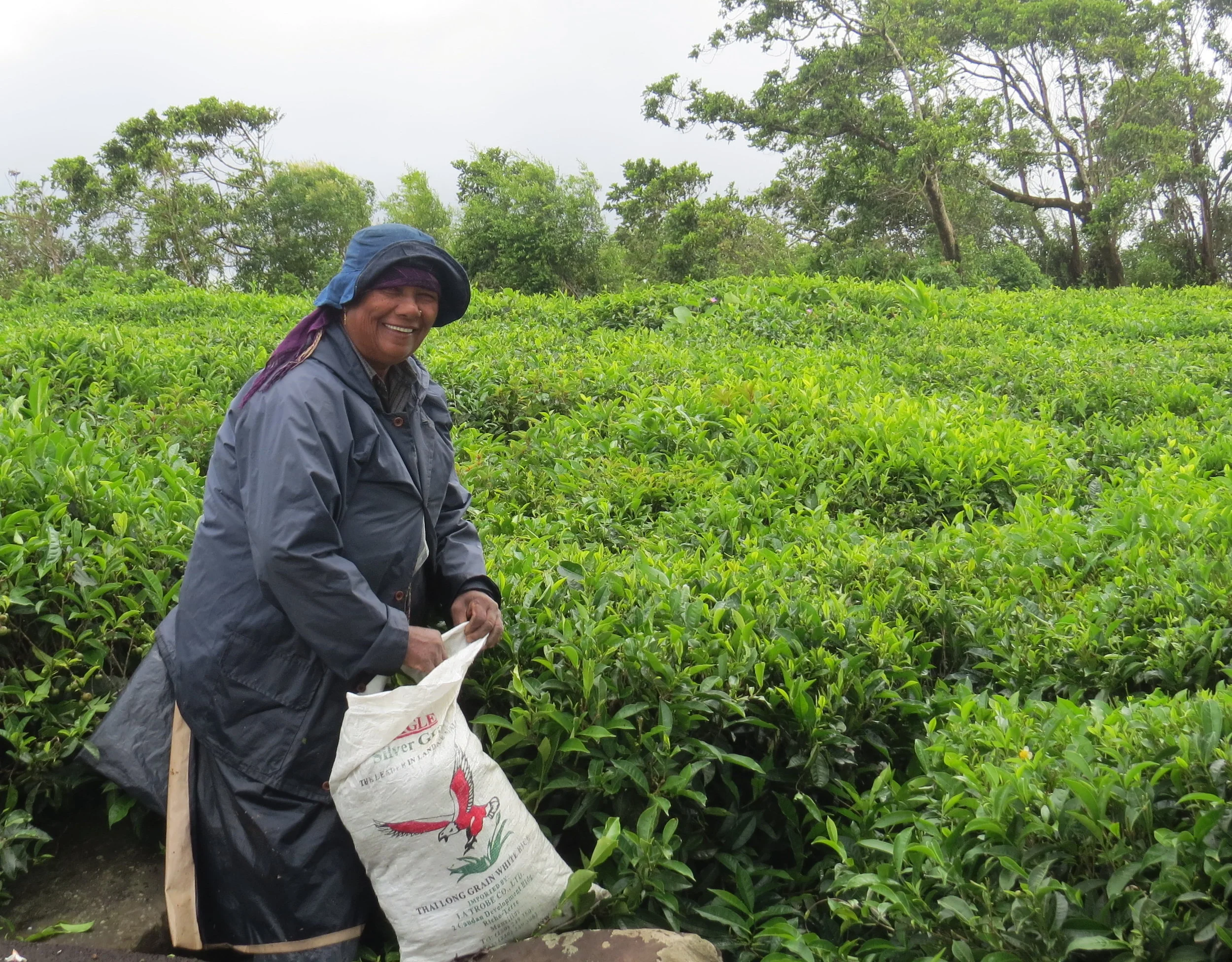 Friendly worker picking tea leaves in the Bois Cheri Factory fields.