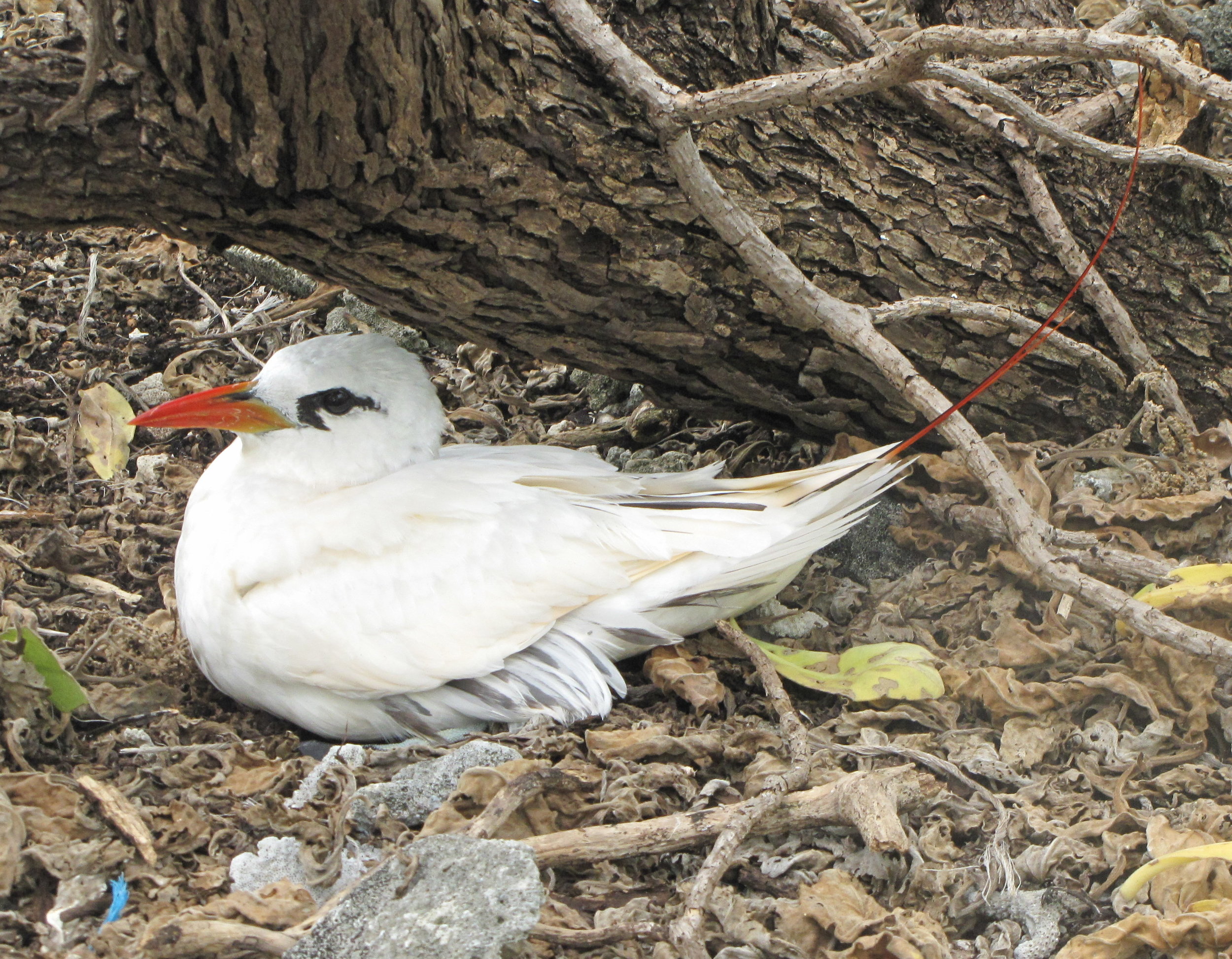 Red-tailed tropic bird nesting