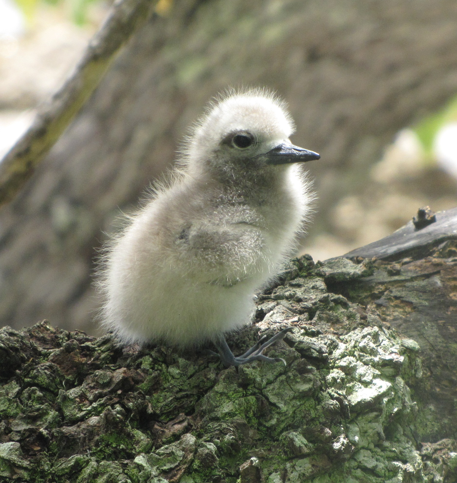 Fairy tern chick