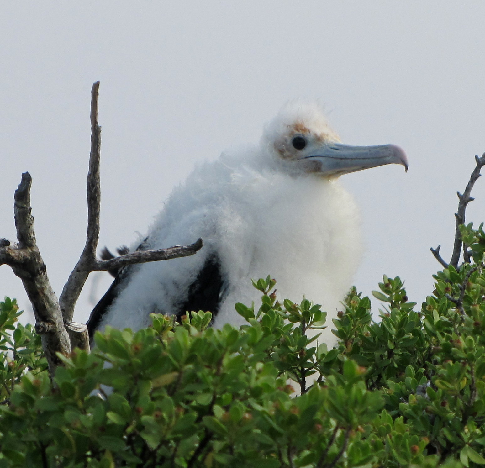 Frigate bird chick covered in down