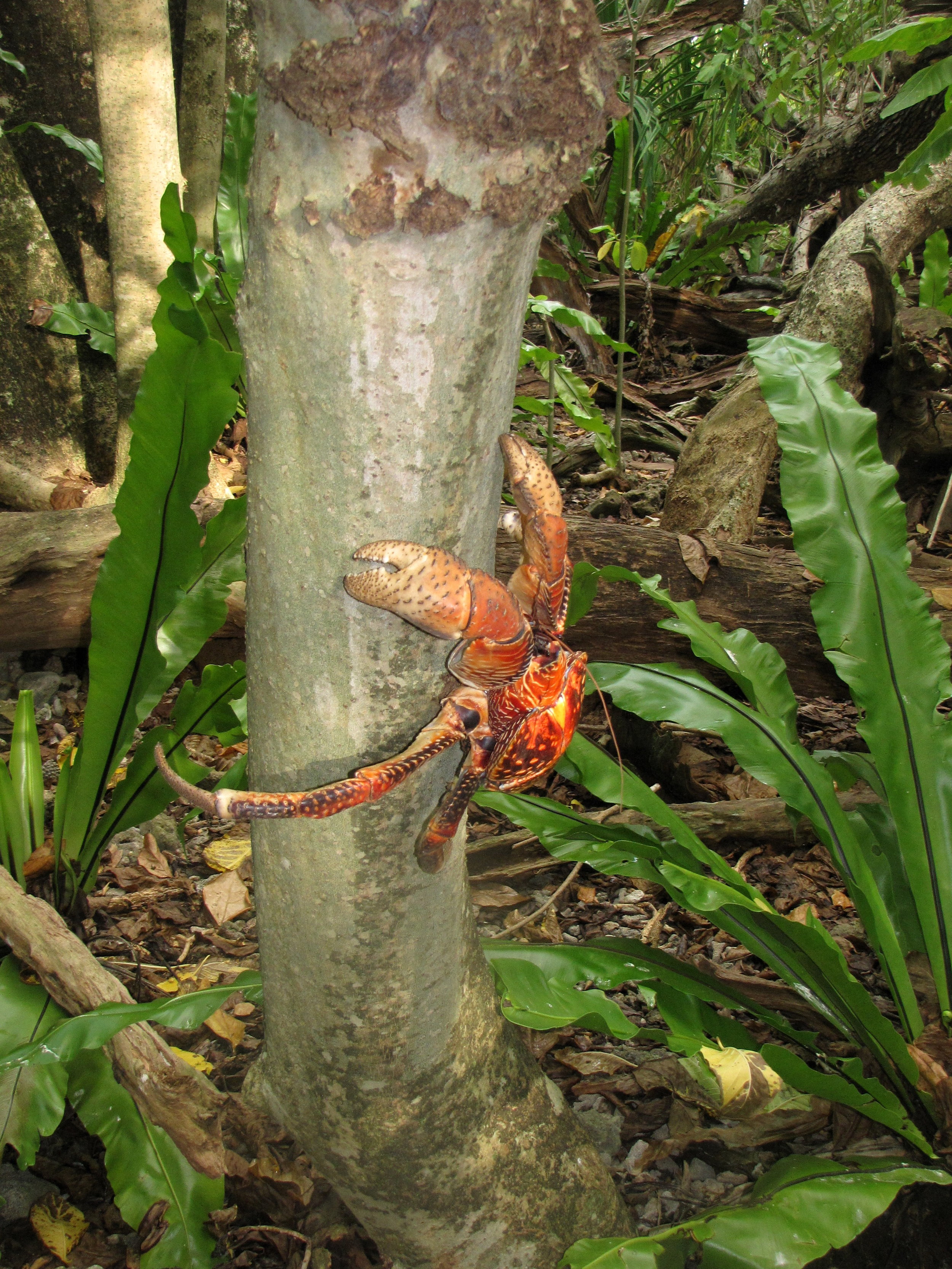 Coconut crab climbing a tree