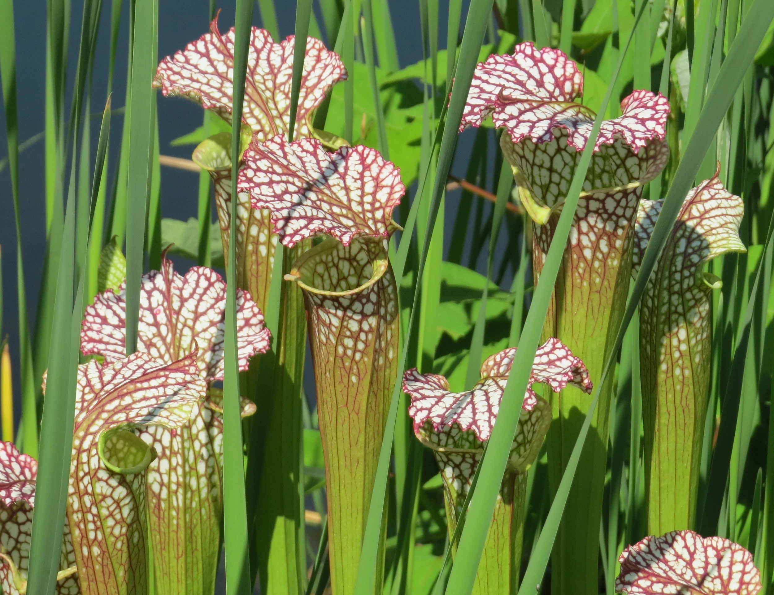 Carolina Carnivores - Yikes