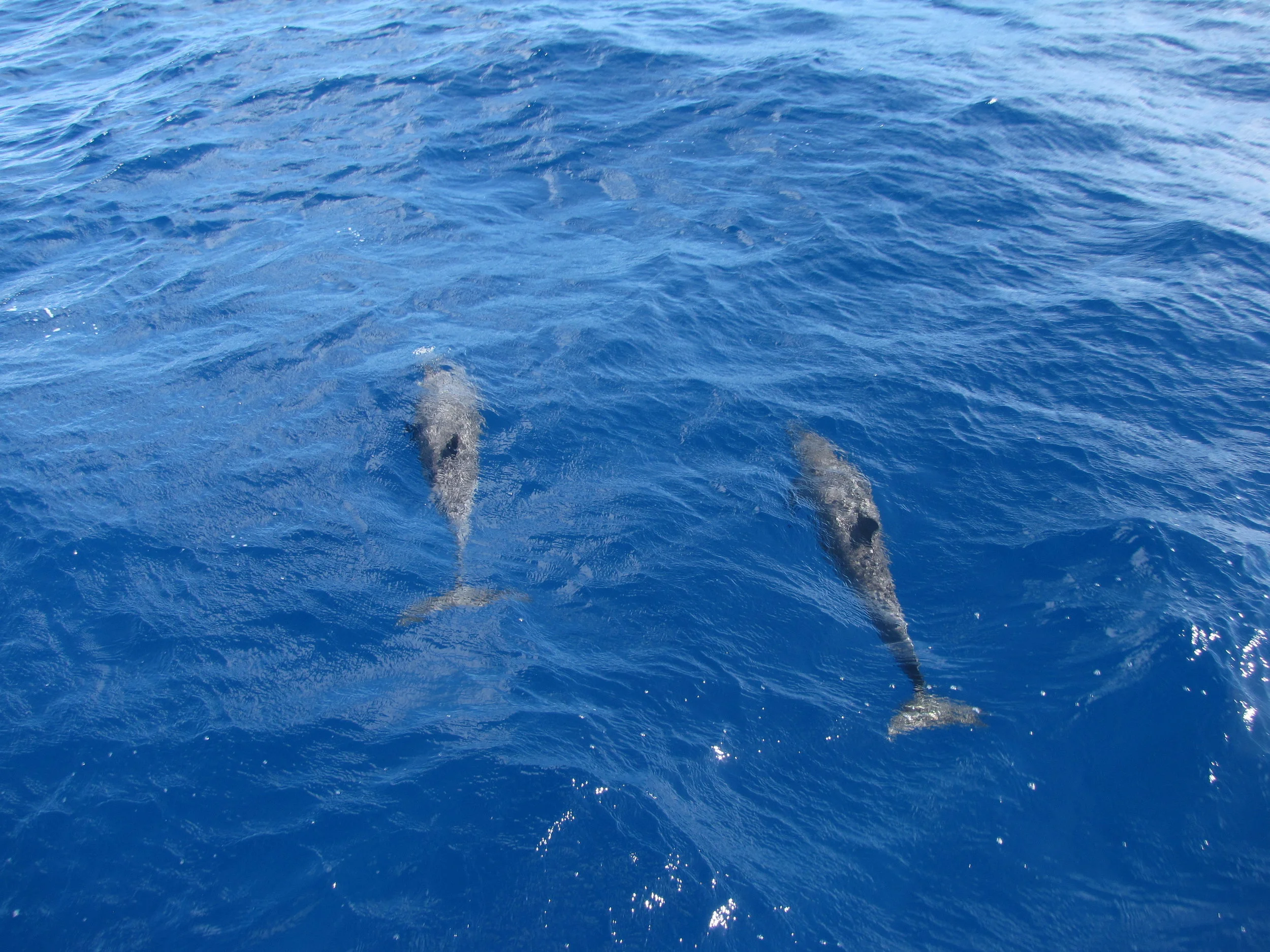 We had plenty of company on our passage from Penrhyn to Manihiki.