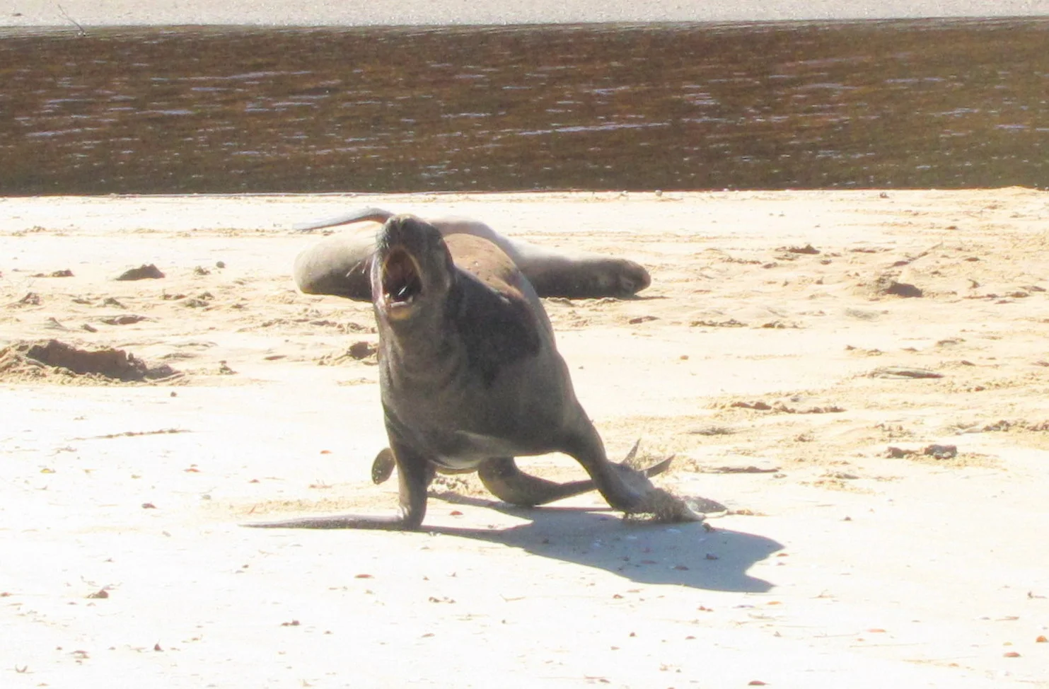 This bull charged and roared when we approached just a little too closely to his harem.